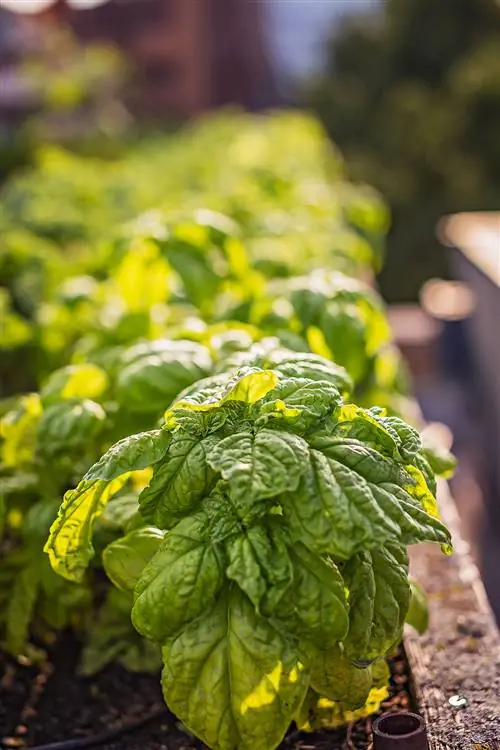 базилик дольче фреска в деревянном садовом ящике
