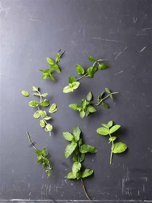 веточки растений, отпугивающих насекомых, на сером сланцевом столе