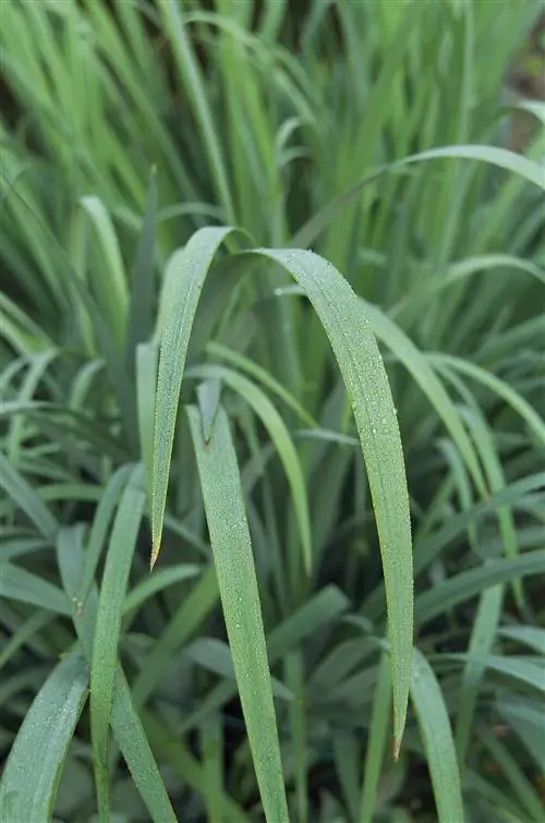Лемонграсс Herb Garden
