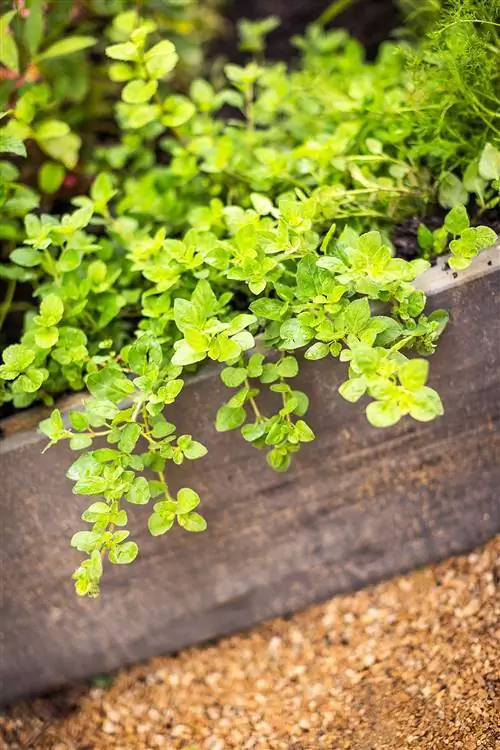 отпугивание насекомых лимонным тимьяном в деревянном ящике для выращивания