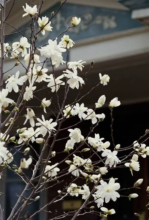 Да, вы можете выращивать магнолии в горшках - вот как добиться успеха