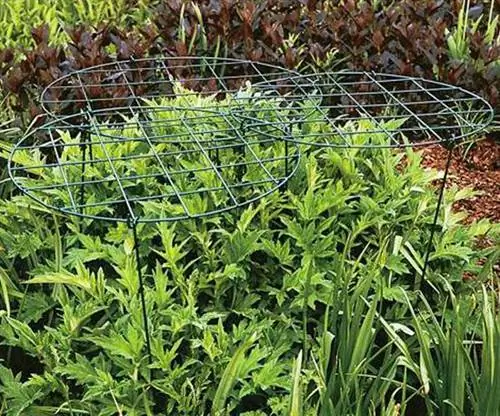 Руководство по посадке растений и подготовке многолетников для лучшего цветения