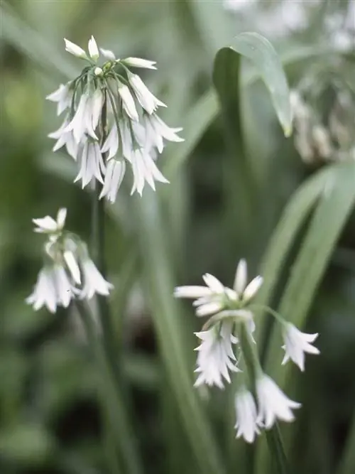 Лук трехгранный