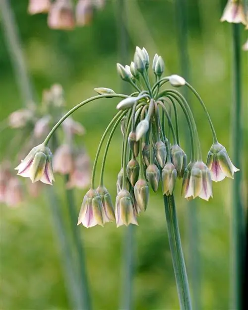 Nectaroscordum ложный Allium