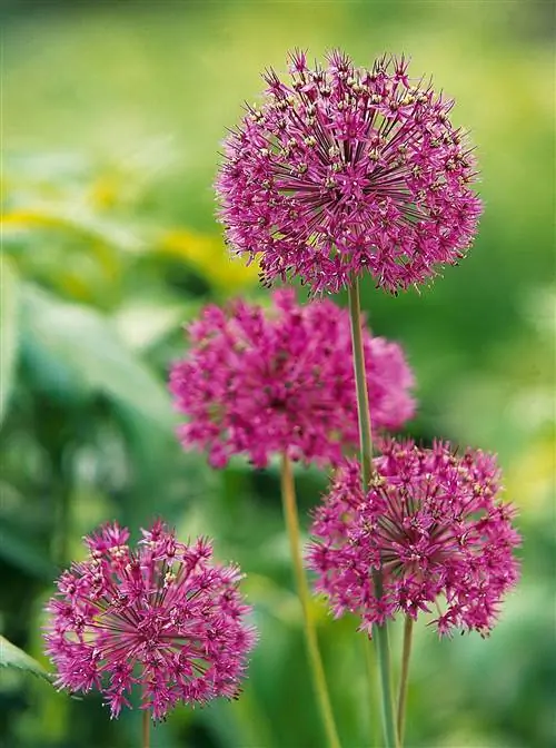Allium aflatunense ‘Purple Sensation’