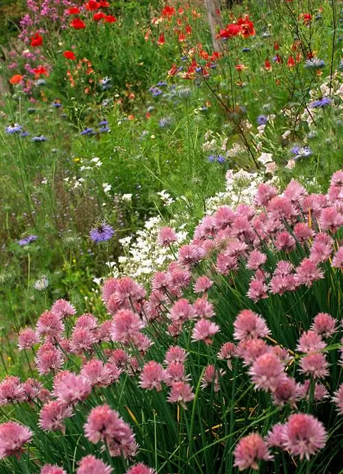 зеленый лук Allium schoenoprasum