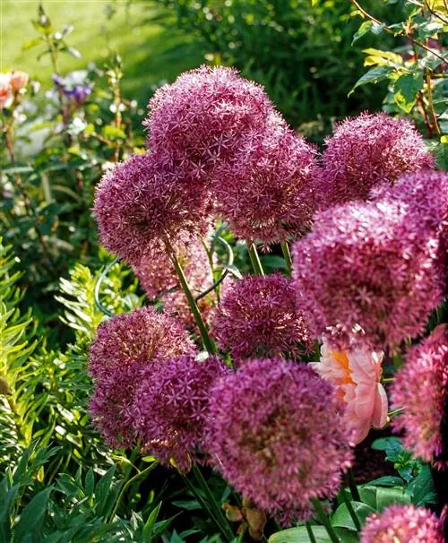 Аллиум Глобмастер