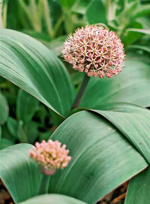 Allium karataviense