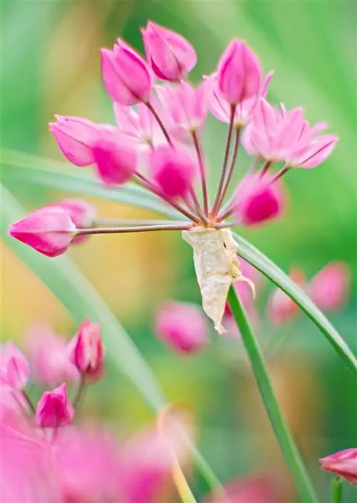 Розовый малый Allium ostrowskianum