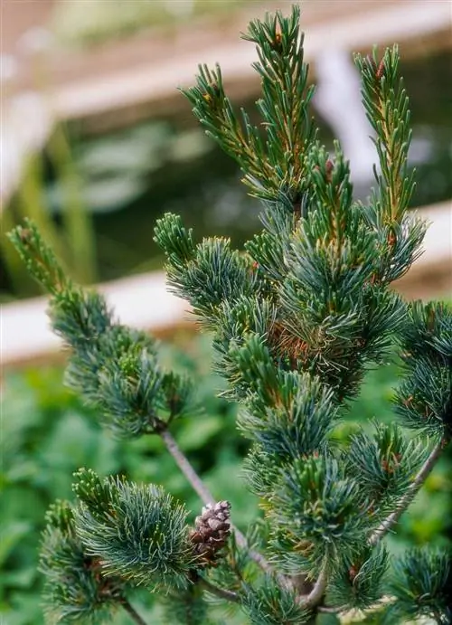 японская белая сосна