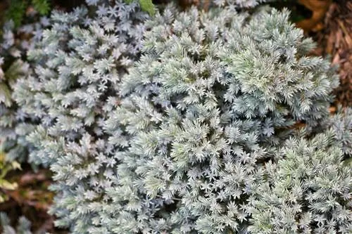 Можжевельник Блю Стар