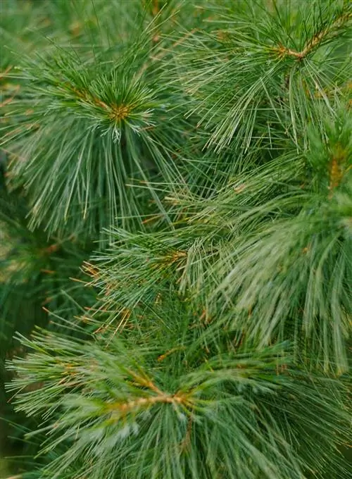 Восточная белая сосна