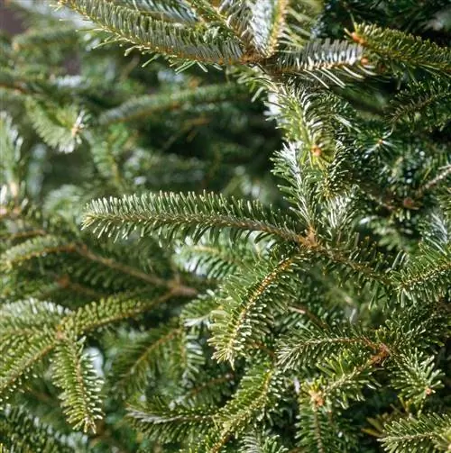 Фрейзер Фир