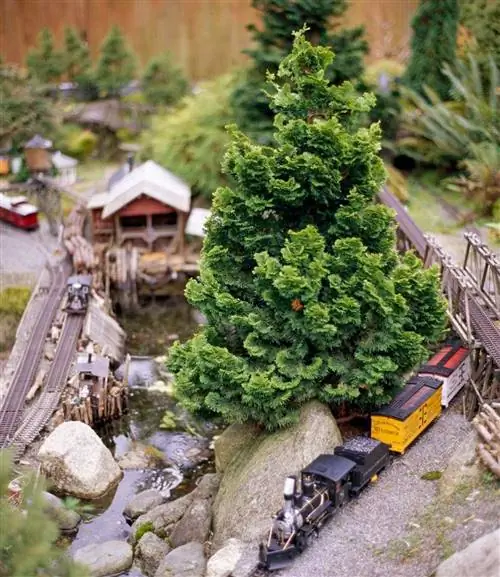 Хиноки Кипарис