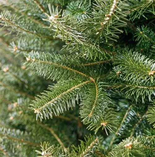 бальзамическая пихта