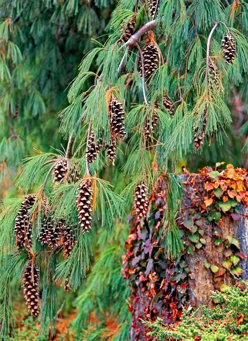 Плачущая белая сосна