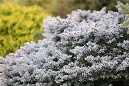 Карликовая голубая ель