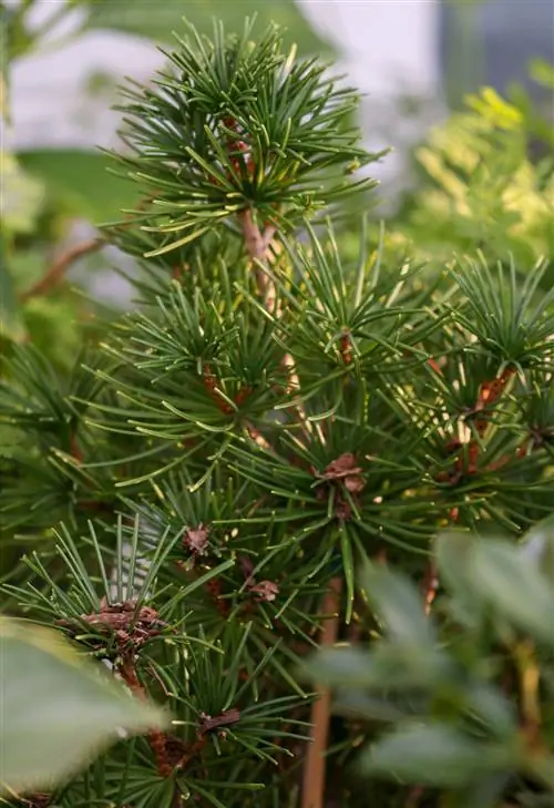 Японская зонтичная сосна