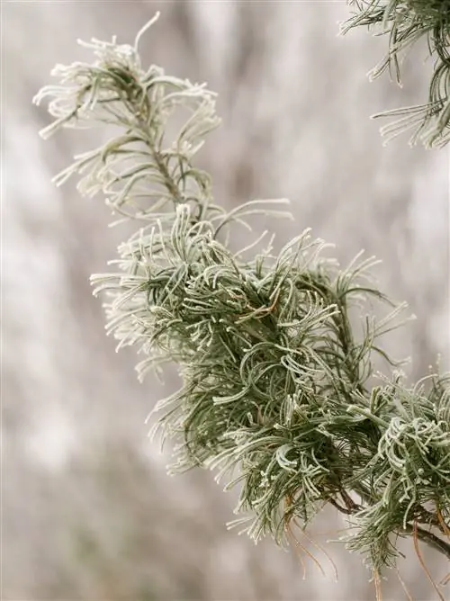 Искривленная сосна