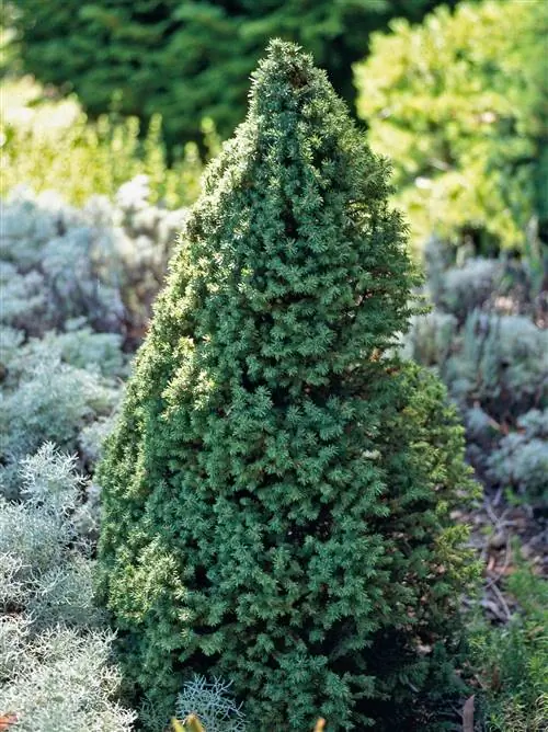 Карликовая ель Альберта