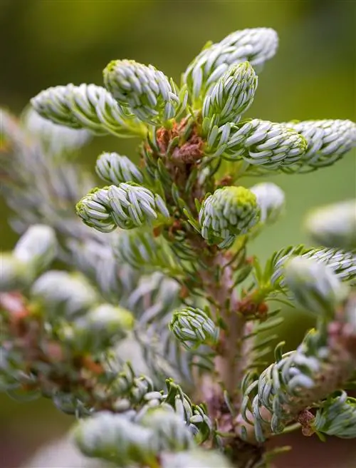 18 лучших хвойных растений для ландшафтного дизайна, которые прекрасны круглый год