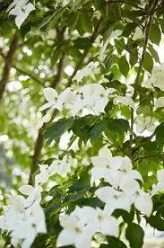 цветущий кизил kousa cornus treet