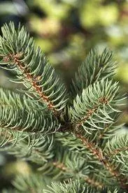 picea glauca densata ель блэк хиллс