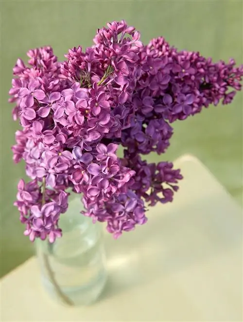 винно-красная Syringa 'Congo' цветки сирени