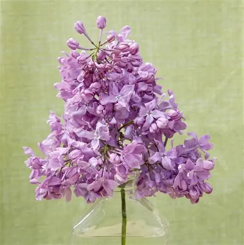 Сирень фиолетовая 'Lavender Lady' сиреневая черенка