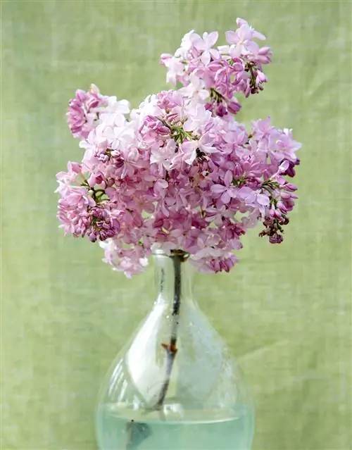 карамельно-розовые Syringa 'Maiden's Blush' сиреневые цветы