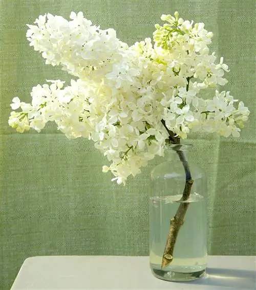 желтая Syringa 'Primrose' сиреневая черенок в вазе