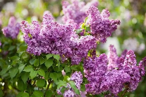 10 привлекательных сортов сирени, которые наполнят ароматом ваш сад