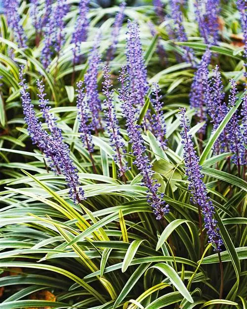variegata lilyturf liriope
