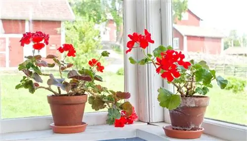 длинноногие растения герани на подоконнике загородного дома