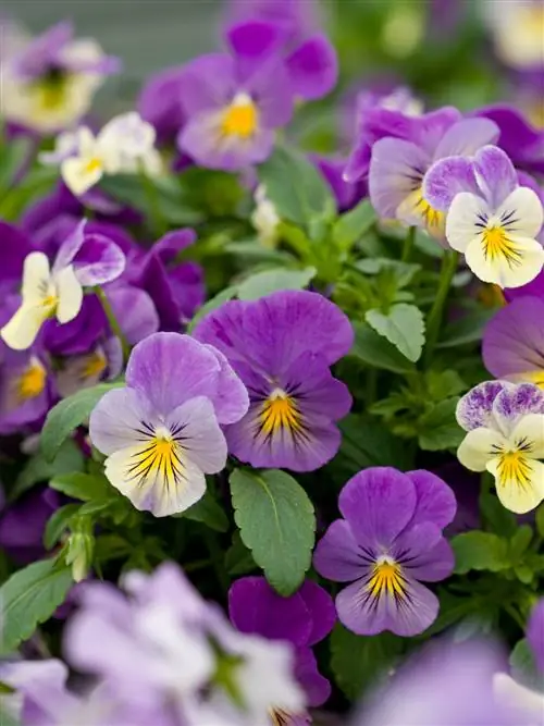 Анютины глазки лавандовые с желтыми глазами