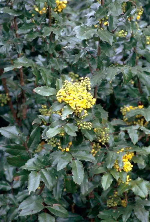 Падуб виноградный Mahonia aquifolium