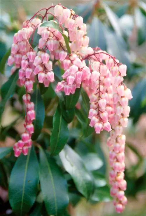 Пиерис японский 'Рождественское настроение'