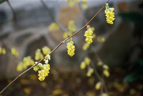 Ароматные желтые цветы Winterhazel