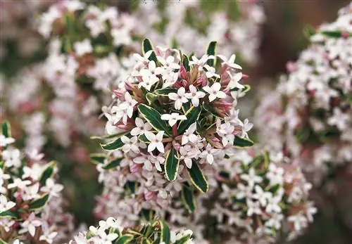 Дафна цветы