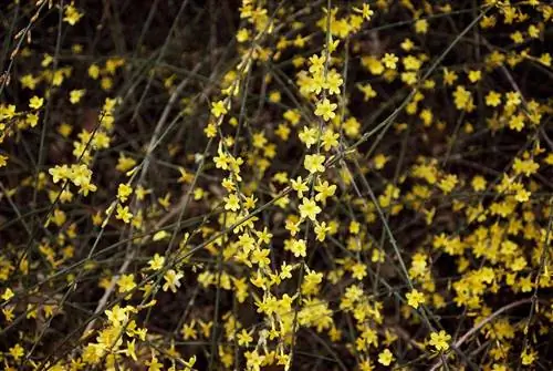 Зимний жасмин