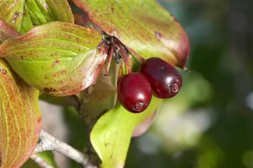 кизил осенний цвет и плоды