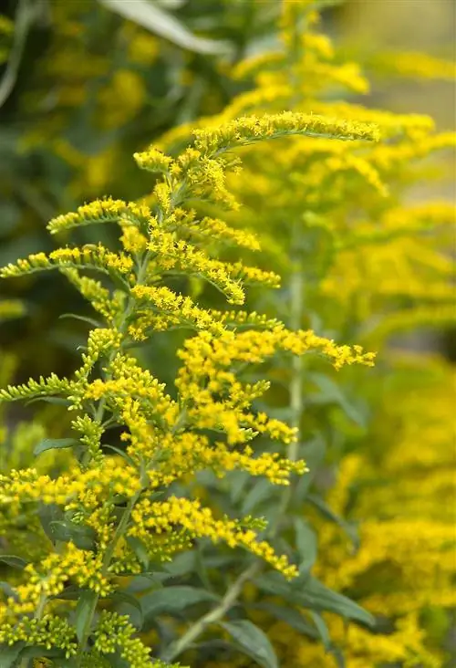 крупным планом цветы золотарника