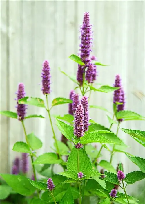 шипы цветов анисового иссопа в цвету