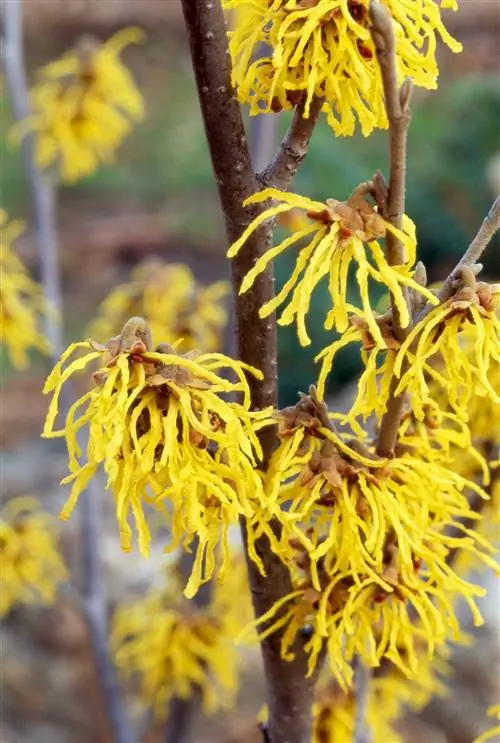 ветка гамамелиса покрытая цветами