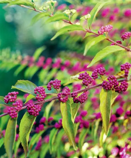 Пурпурное ягодное растение Beautyberry