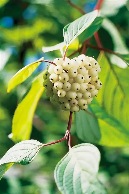 кизил обыкновенный cornus stolonifera