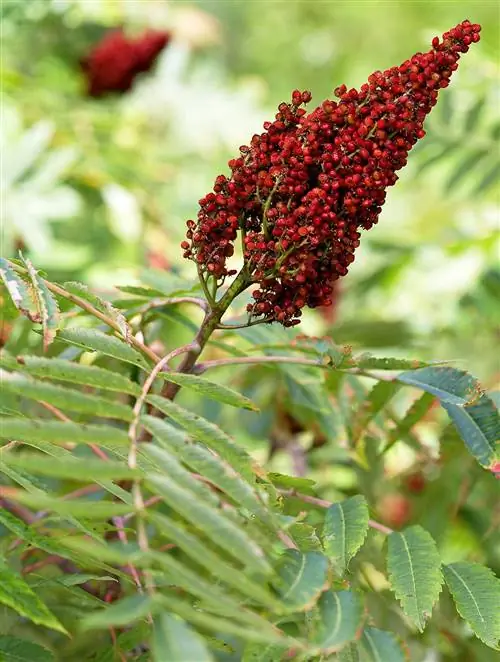 Красная ягода Staghorn Sumac