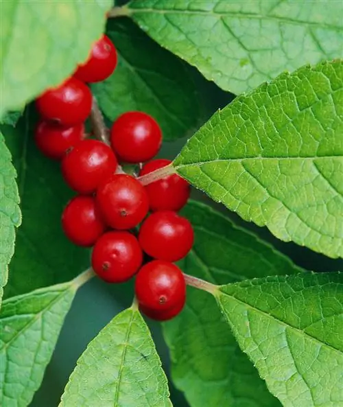 Красная ягода Winterberry Ilex verticillata
