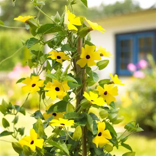 черноглазая Сьюзен Вайн Thunbergia alata 'Sunny Lemon Star'