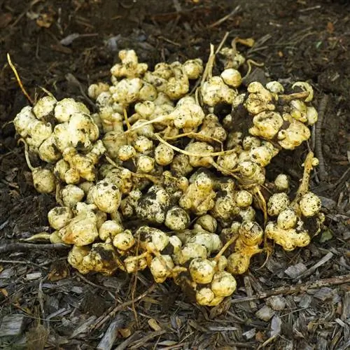 иерусалимские артишоки